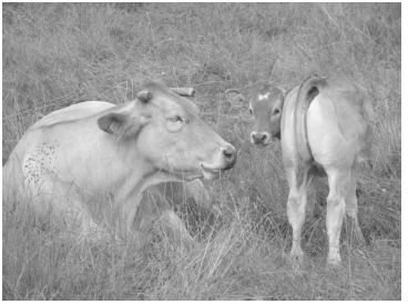 au pays du veau sous la mère